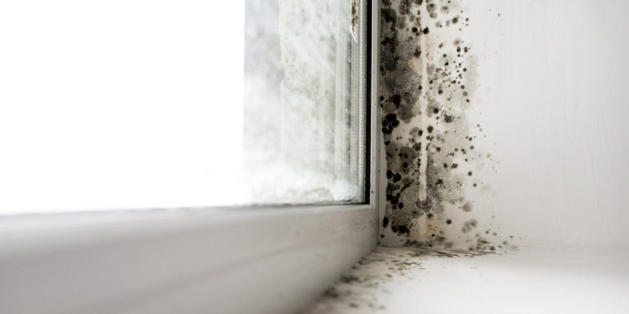 Will a Dehumidifier Help With Mold?