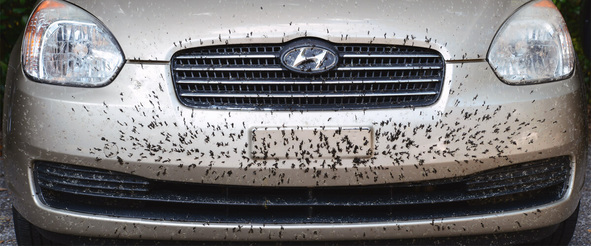 why are there so many bugs around my car?